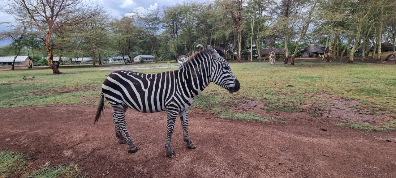 Africa Safari Lake Manyara Located Inside A Wildlife Park Мто-ва-Мбу Экстерьер фото